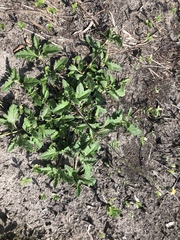 Tridax procumbens image