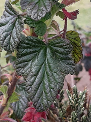 Ribes hirtum