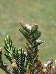 Andicolea thuyoides