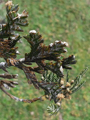 Andicolea thuyoides