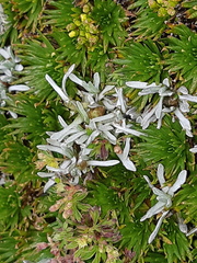 Lucilia kunthiana