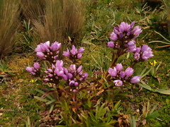 Gentianella foliosa