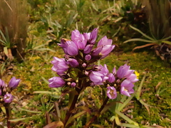 Gentianella foliosa