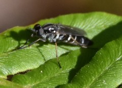 Ozodiceromyia argentata