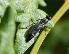Ozodiceromyia argentata