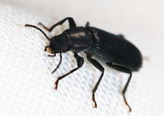 Xylopinus saperdoides