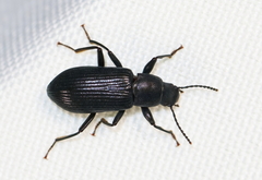 Xylopinus saperdoides