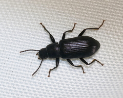 Xylopinus saperdoides