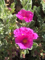 Cistus