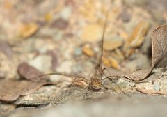 Phalangiinae