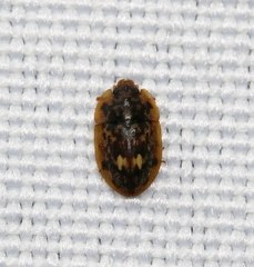 Lobiopa undulata