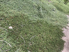 Ceanothus prostratus