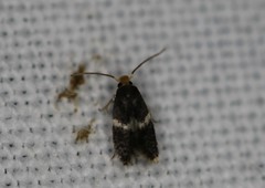 Nepticuloidea