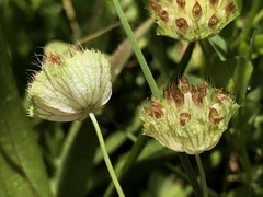 Trifolium cyathiferum
