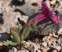 Eriogonum nortonii