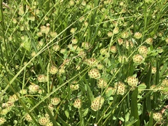 Trifolium cyathiferum