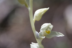 Cephalanthera austiniae