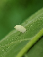 Caryomyia urnula
