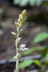 Cephalanthera austiniae