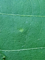 Caryomyia urnula