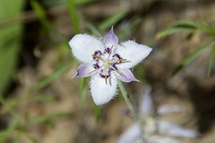 Calochortus lyallii