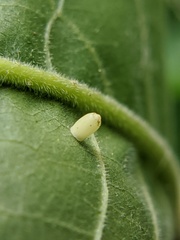 Caryomyia urnula