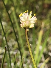 Triantha occidentalis