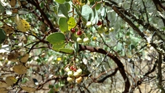 Arctostaphylos patula