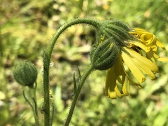 Kyhosia bolanderi