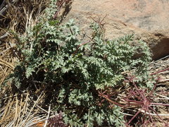 Tauschia parishii