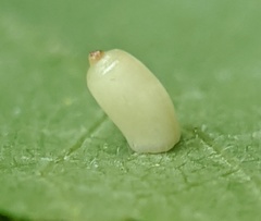 Caryomyia urnula