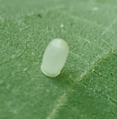 Caryomyia urnula