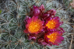 Pediocactus nigrispinus