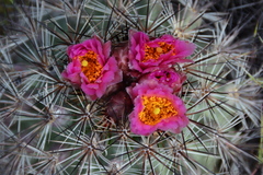 Pediocactus nigrispinus