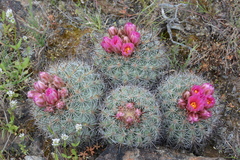 Pediocactus nigrispinus