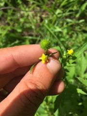 Ranunculus pensylvanicus
