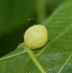 Caryomyia cilidolium