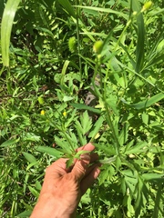 Ranunculus pensylvanicus