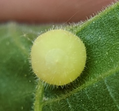 Caryomyia cilidolium