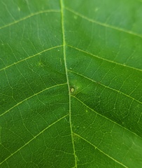 Caryomyia cilidolium