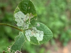 Liriomyza fricki