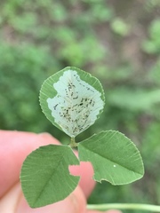 Liriomyza fricki
