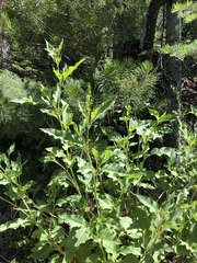 Koenigia phytolaccifolia