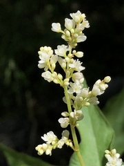 Koenigia phytolaccifolia