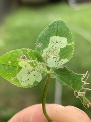 Liriomyza fricki