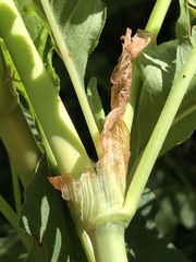 Koenigia phytolaccifolia