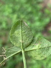 Liriomyza fricki