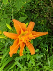 Hemerocallis fulva kwanso