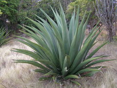 Agave karatto