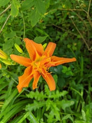 Hemerocallis fulva kwanso